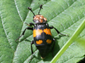 Nicrophorus vespilloides